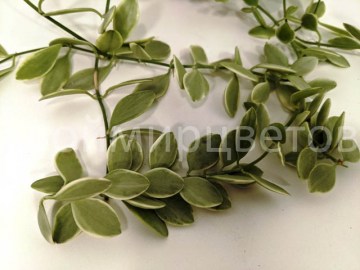 Дисхидия Ioanta variegata 14102021 2